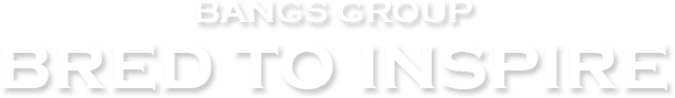 Bangs Group